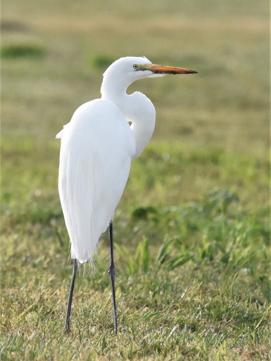 Great Egret - ML299272091