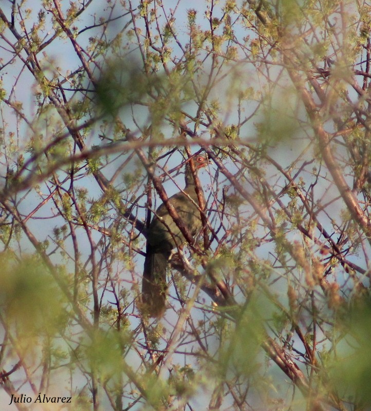 Rufous-bellied Chachalaca - ML29927321