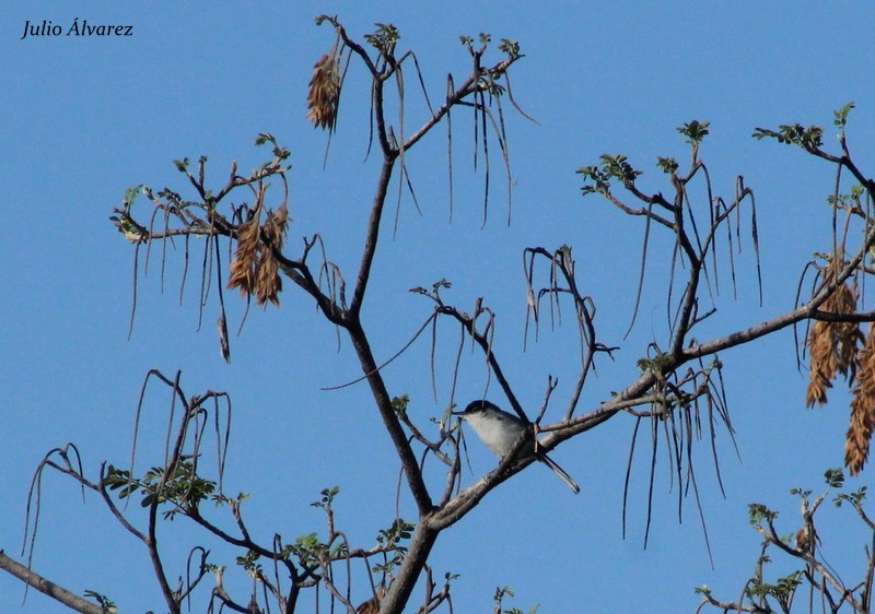 Black-capped Gnatcatcher - Julio Alejandro Alvarez Ruiz