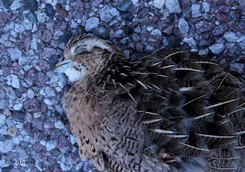 Montezuma Quail - ML29927341