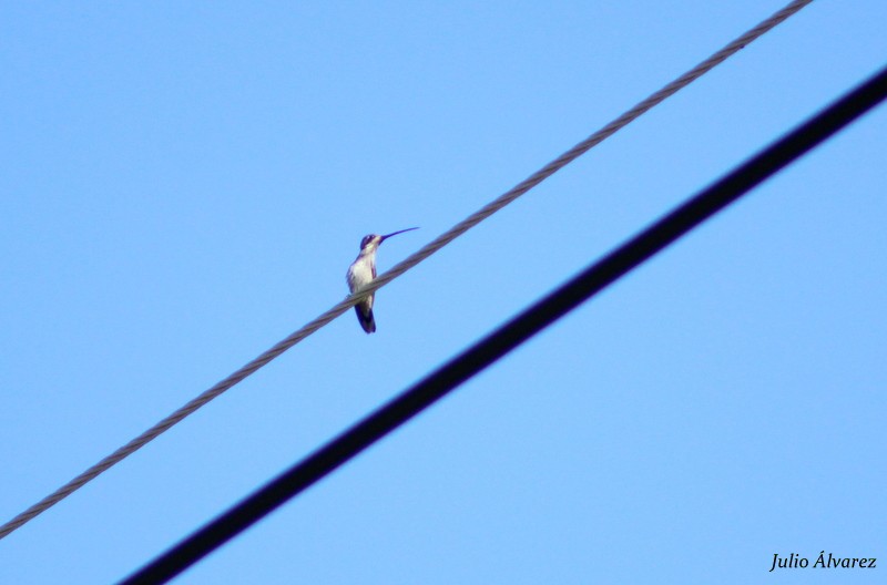 Plain-capped Starthroat - Julio Alejandro Alvarez Ruiz