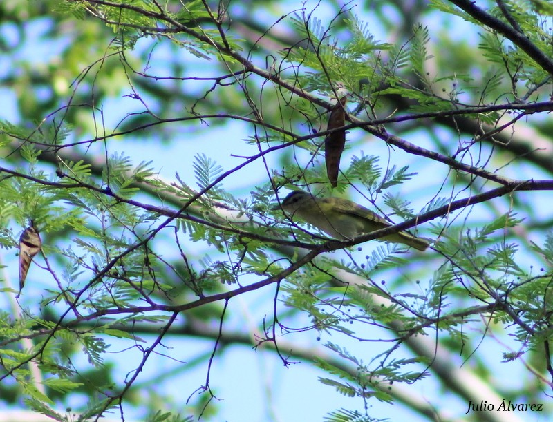 Yellow-green Vireo - Julio Alejandro Alvarez Ruiz