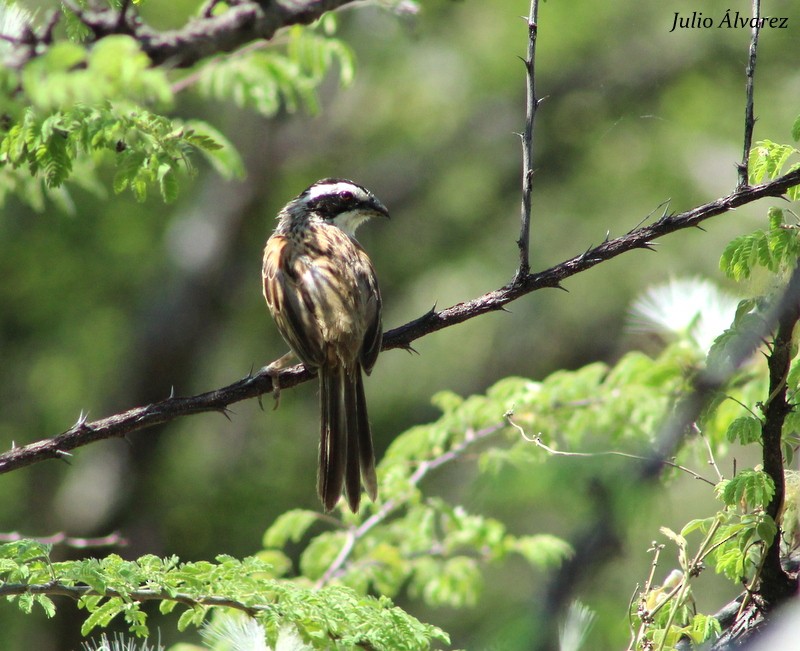 Stripe-headed Sparrow - Julio Alejandro Alvarez Ruiz