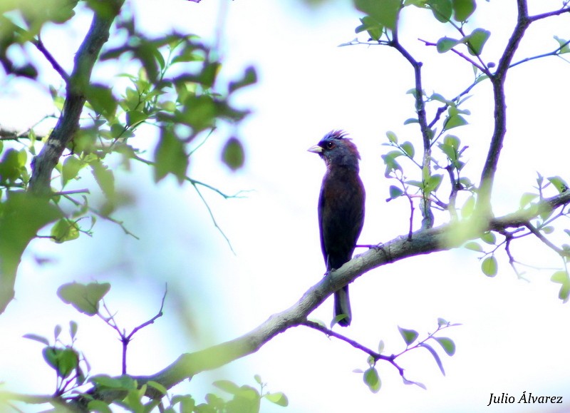 Varied Bunting - ML29927391