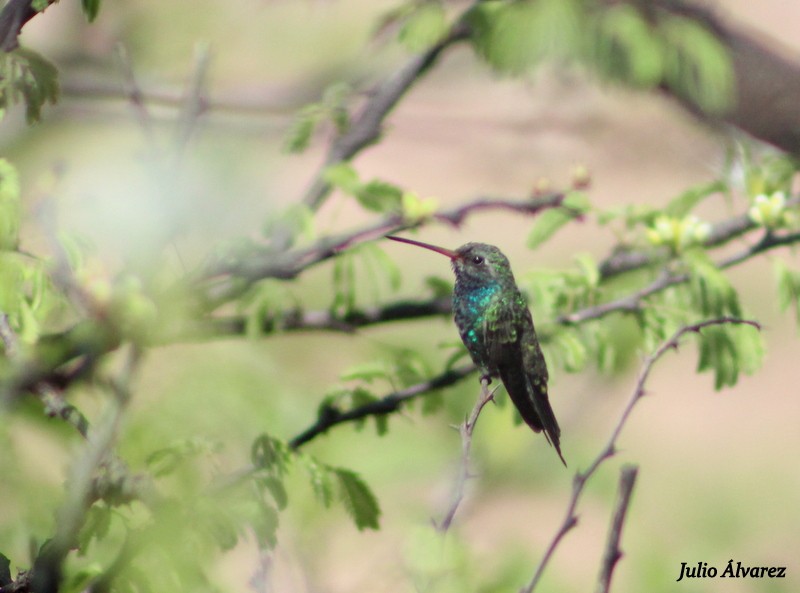 Broad-billed Hummingbird - Julio Alejandro Alvarez Ruiz