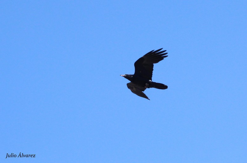 Common Raven - ML29927411