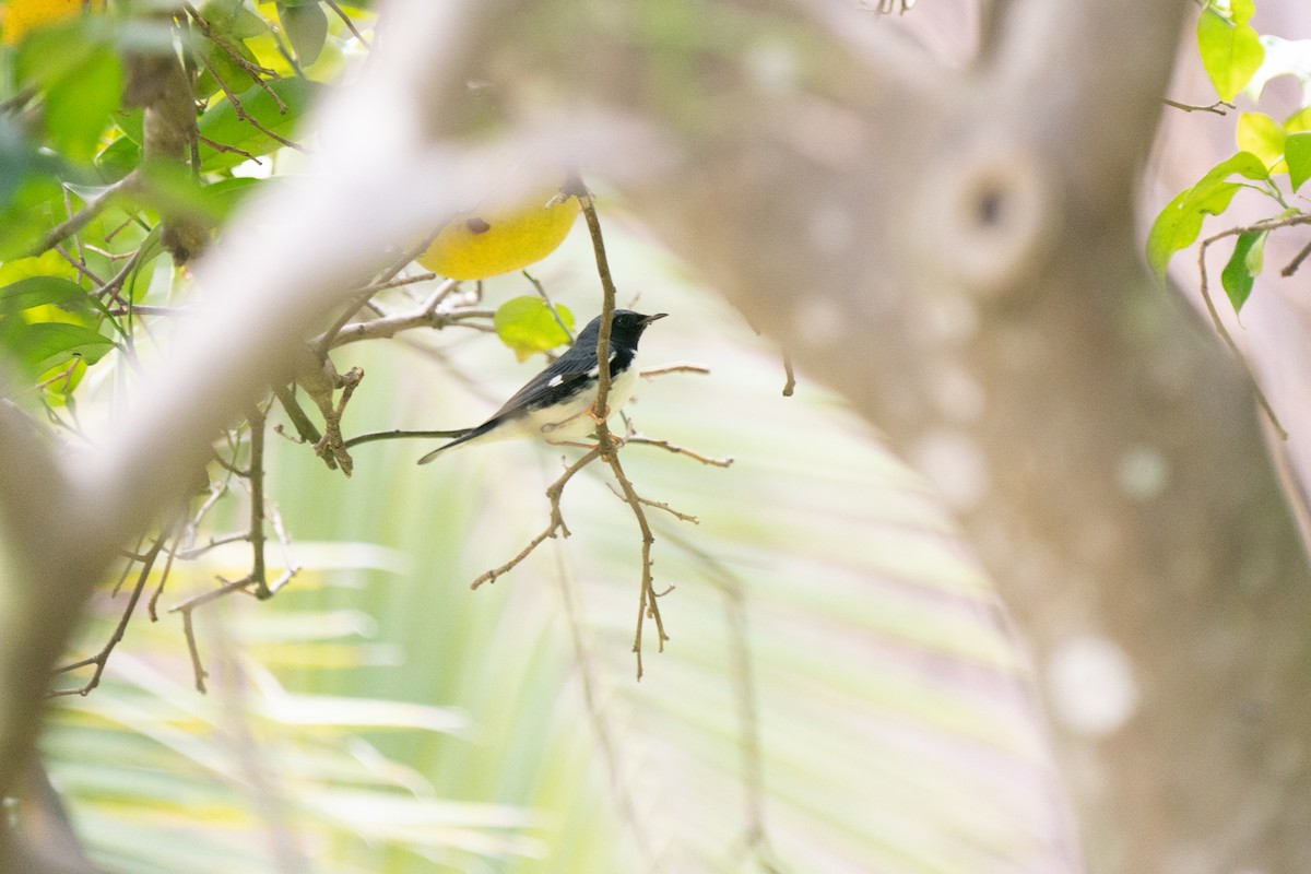 Black-throated Blue Warbler - ML299275191