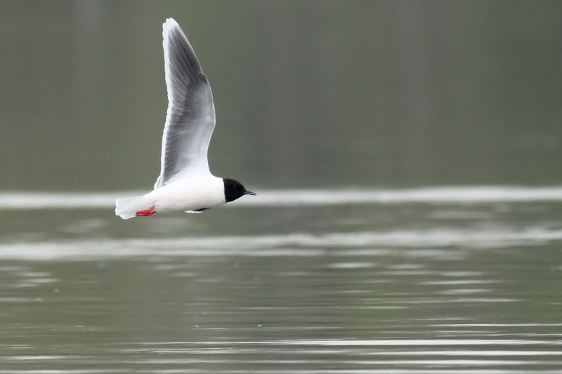 Little Gull - Adrien Mauss