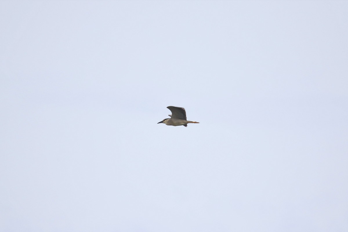 Black-crowned Night Heron - ML299279631