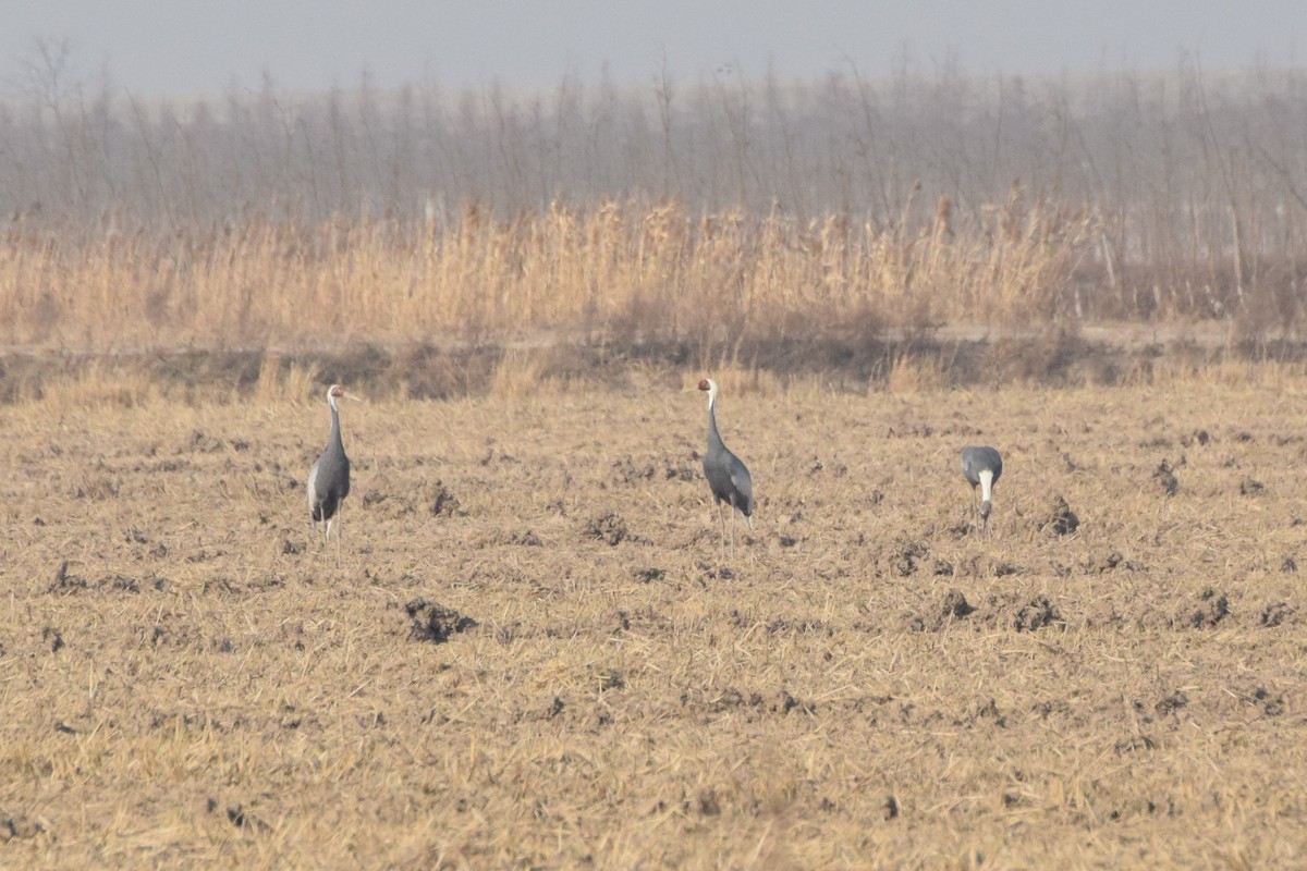 White-naped Crane - ML299280301