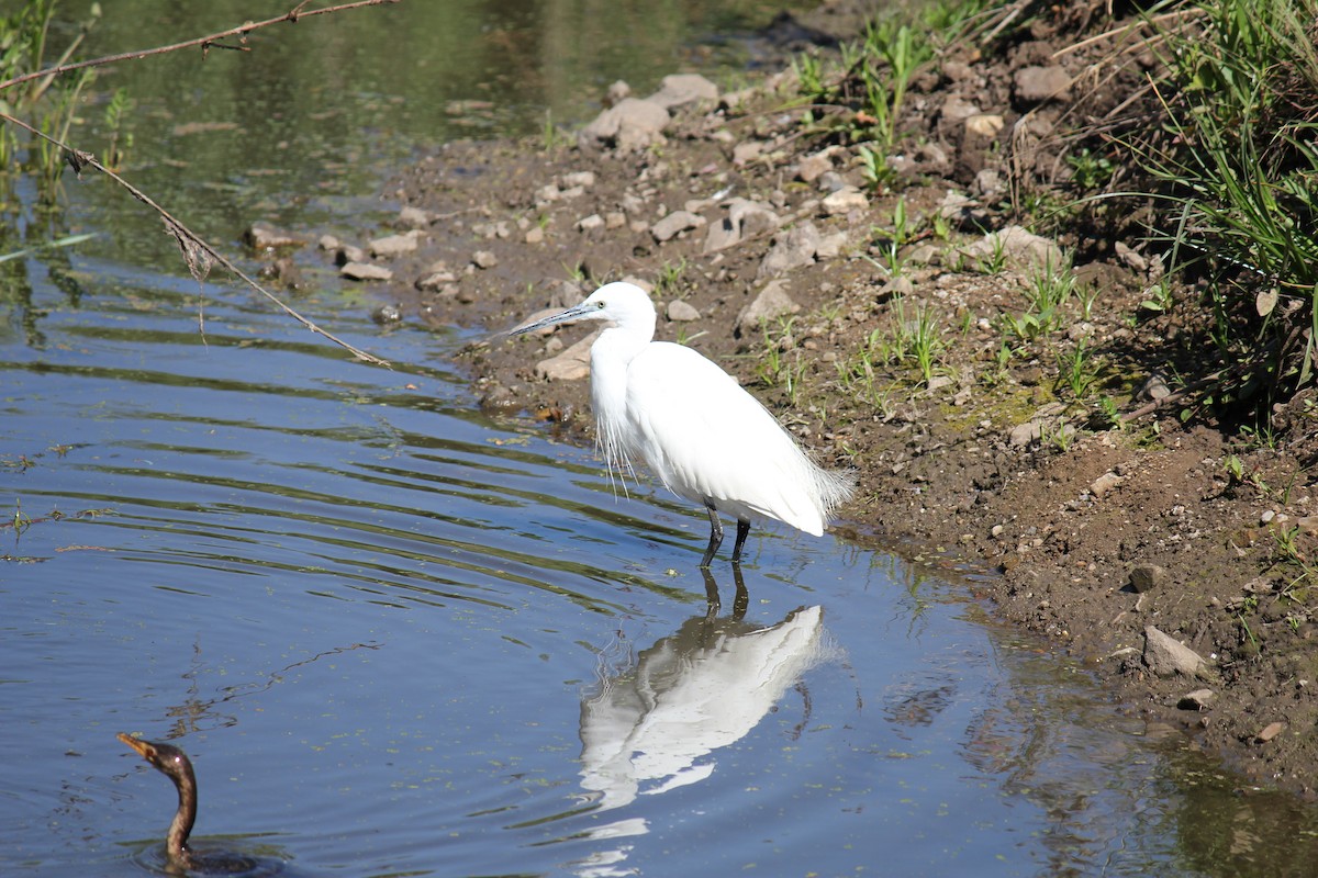 Хурган дэглий - ML299280321