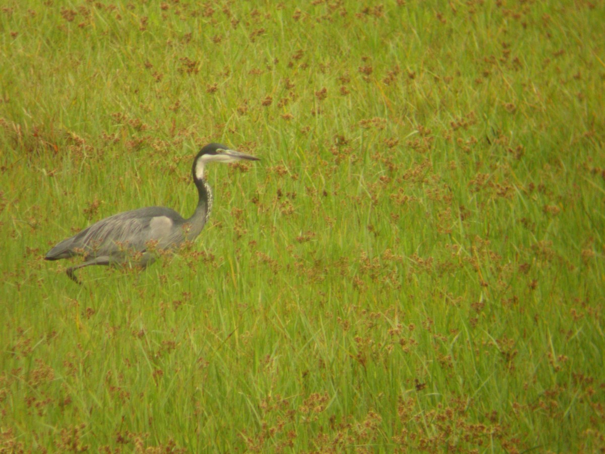 Black-headed Heron - ML299280391