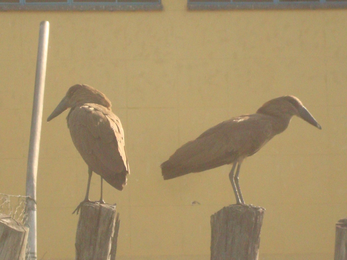 Hamerkop - Pacifique Nshimiyimana