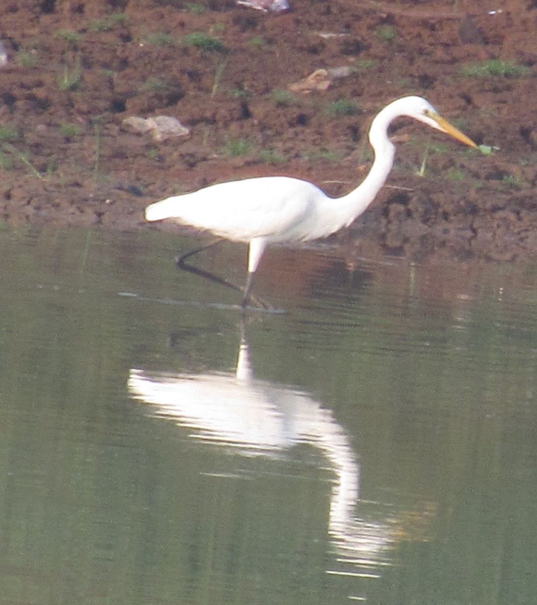 Great Egret - Sandhya Lenka