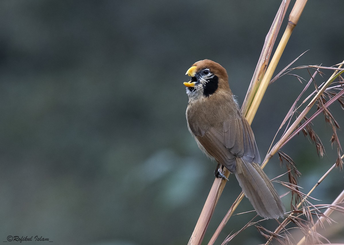 Paradoxornis fléché - ML299281951