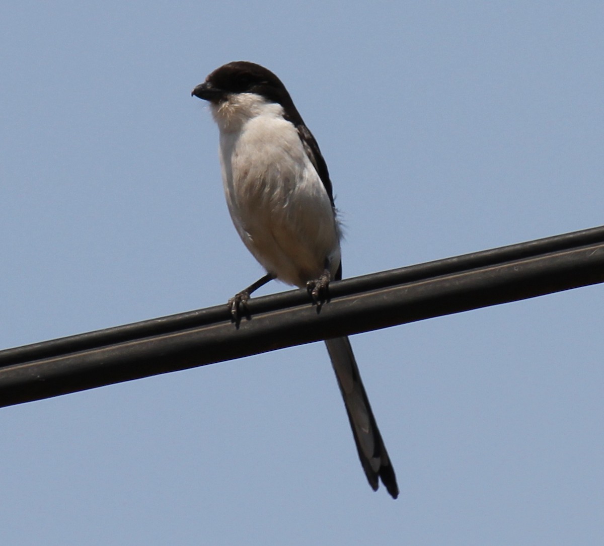 Southern Fiscal - ML299282071