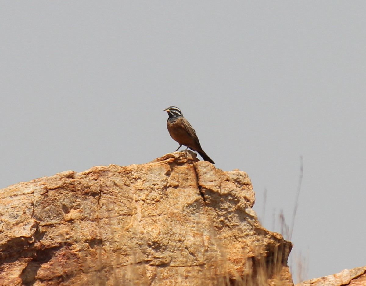 Cinnamon-breasted Bunting - ML299282081