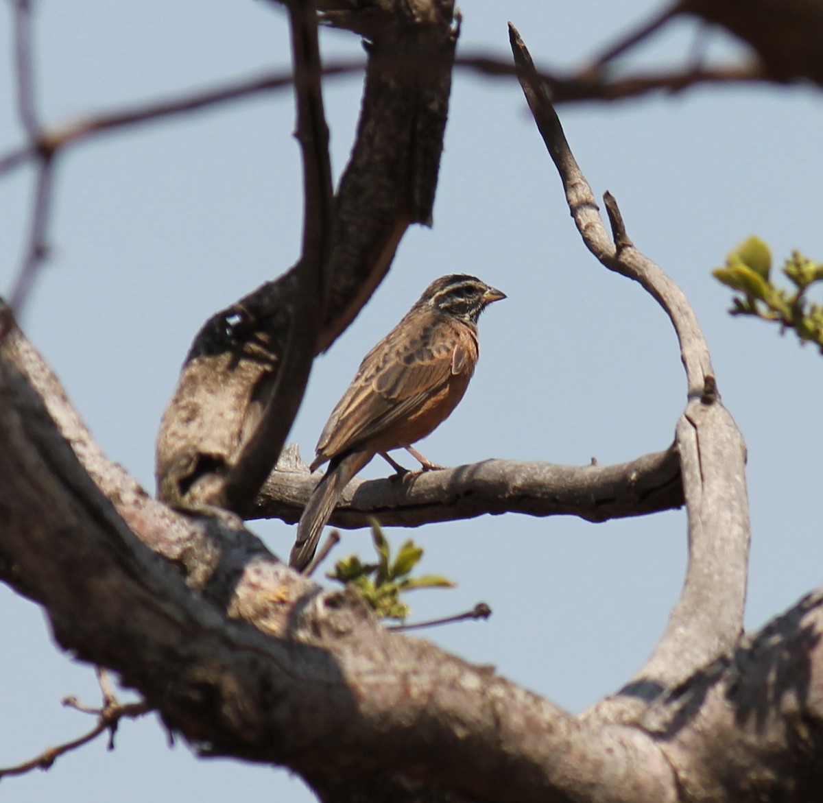 Cinnamon-breasted Bunting - ML299282111