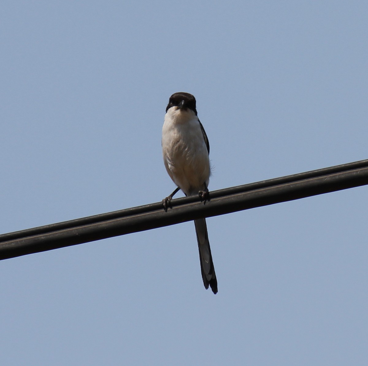 Southern Fiscal - ML299282121