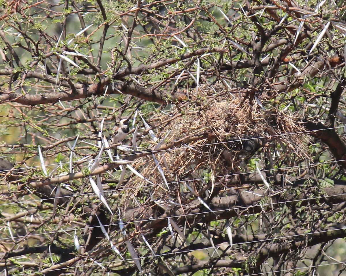 Cape Sparrow - ML299282131