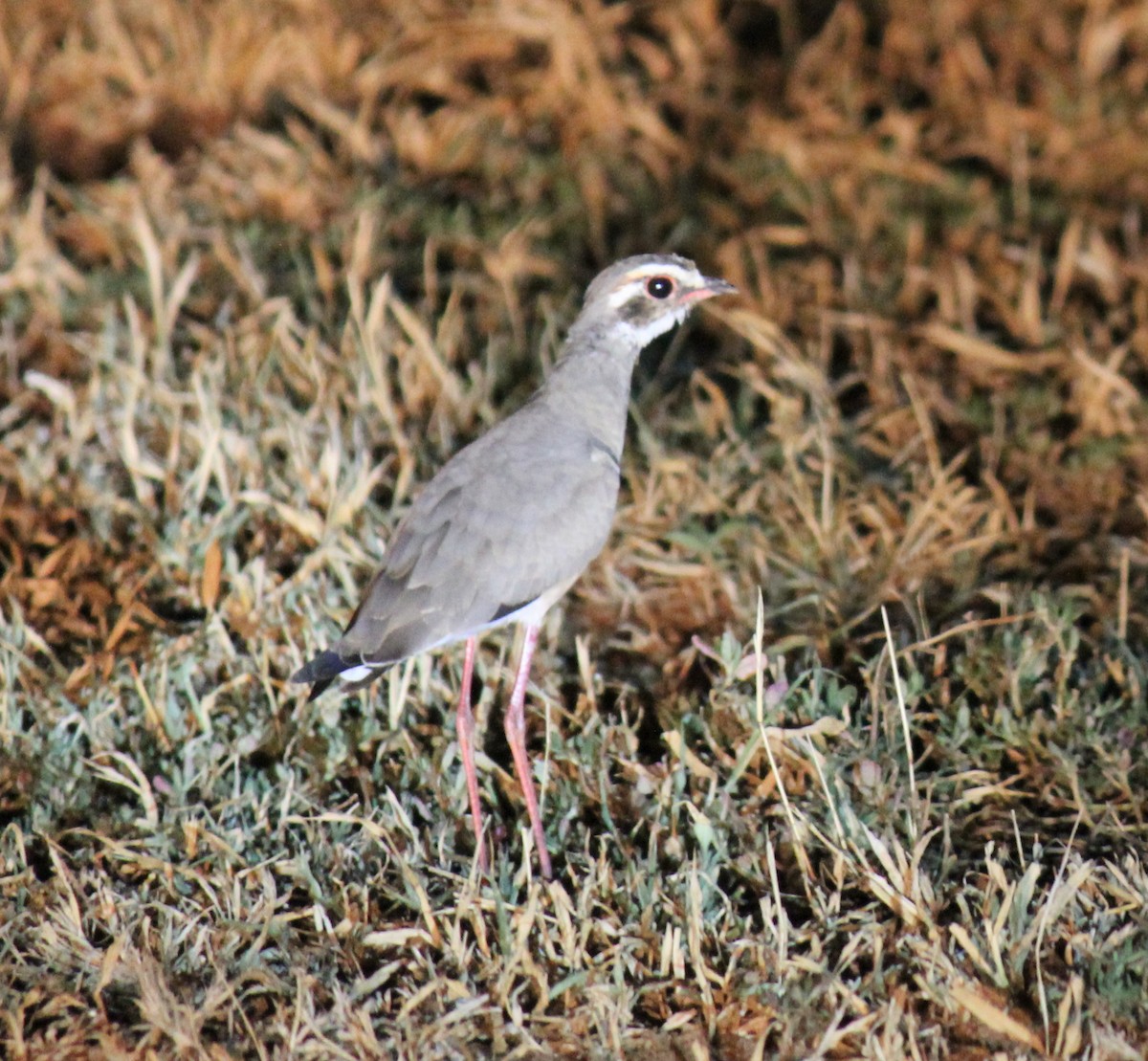 Bronze-winged Courser - ML299283571