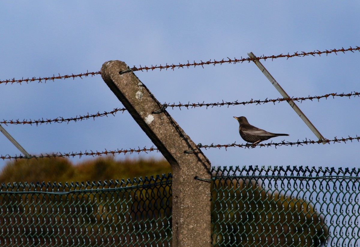 Ring Ouzel - ML299284521