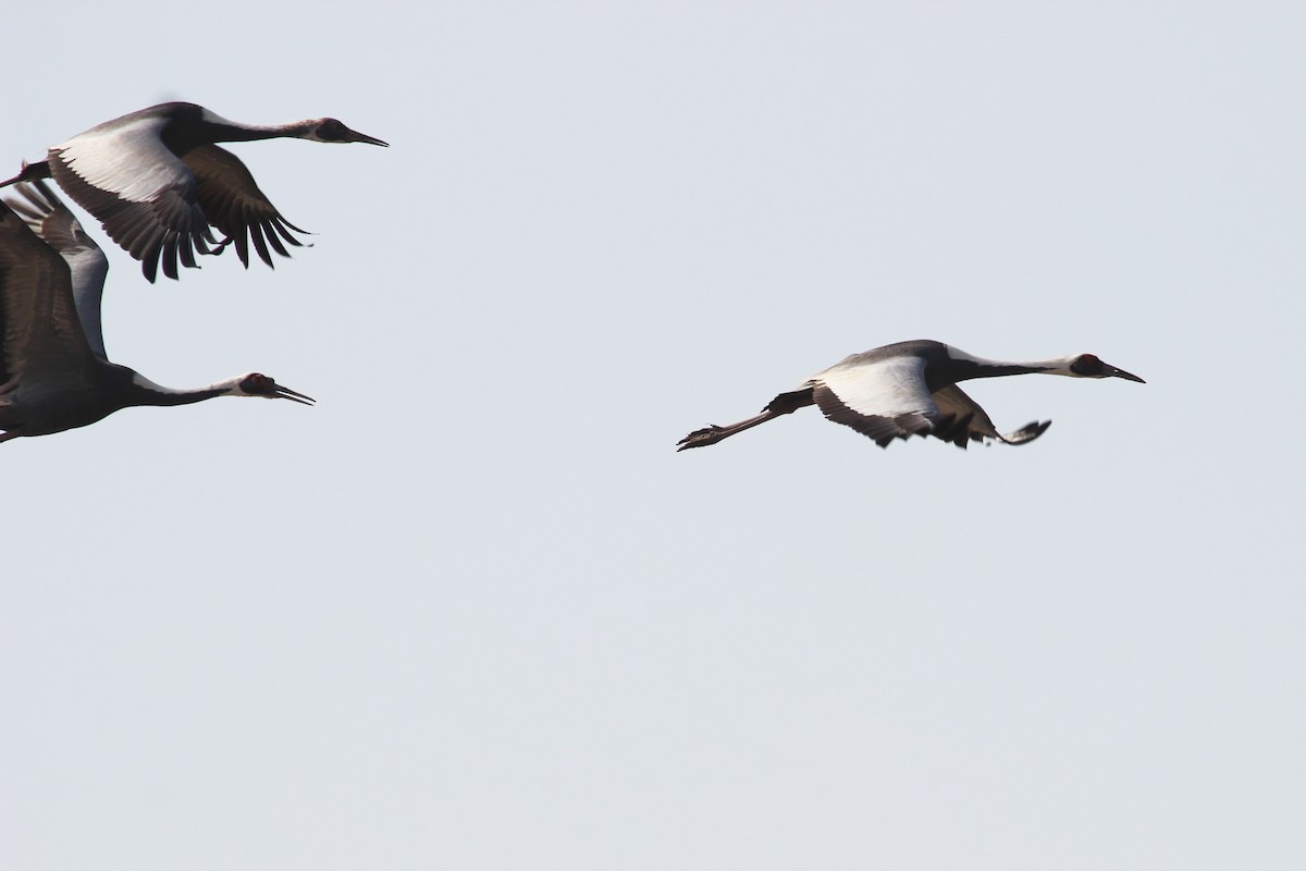White-naped Crane - ML299285351