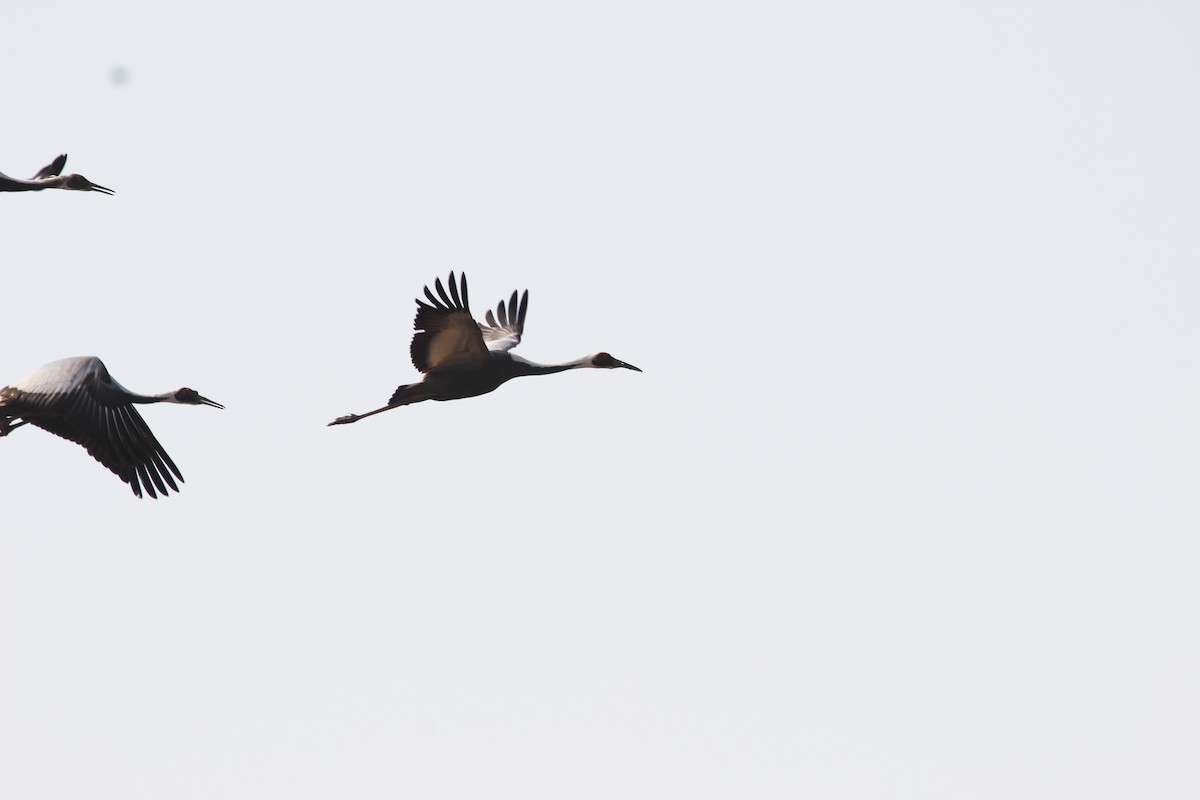 White-naped Crane - ML299285361
