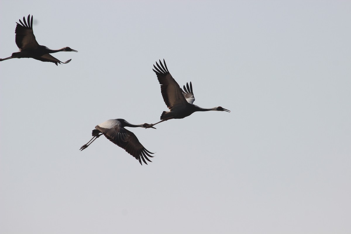 White-naped Crane - ML299285391