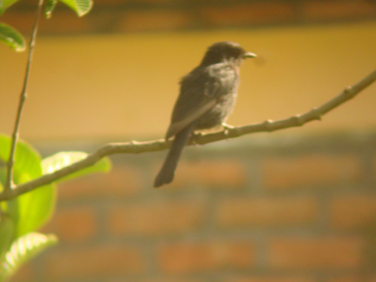 Southern Black-Flycatcher - Pacifique Nshimiyimana