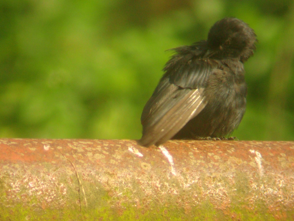 Southern Black-Flycatcher - Pacifique Nshimiyimana