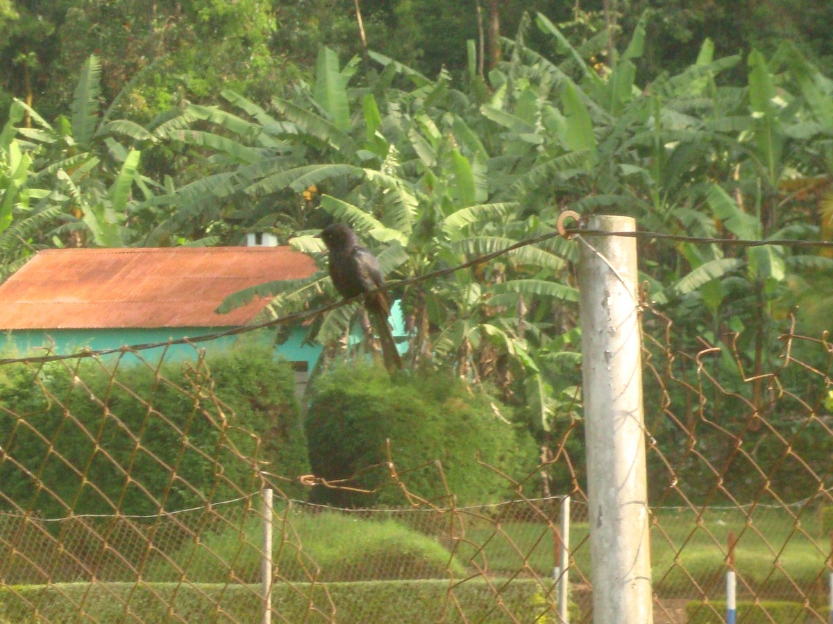 Southern Black-Flycatcher - Pacifique Nshimiyimana