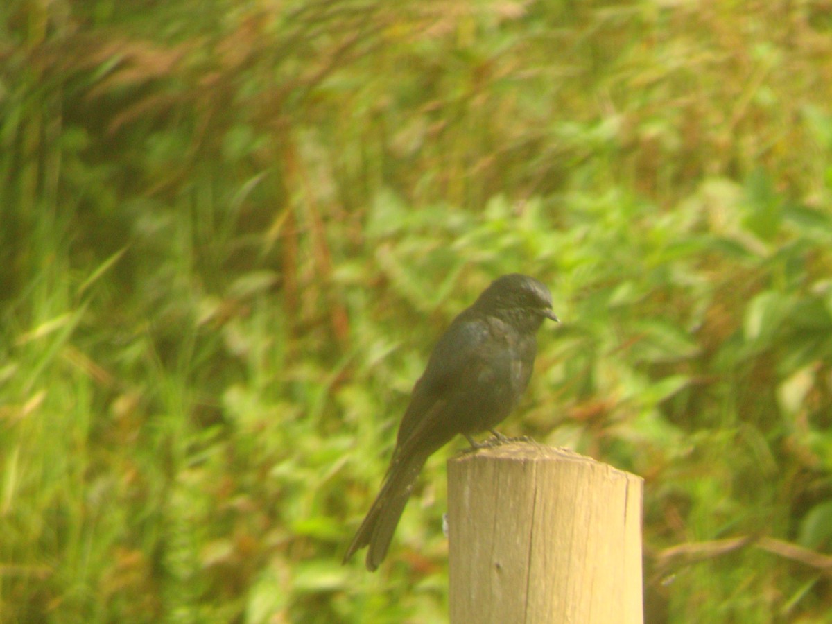 Southern Black-Flycatcher - Pacifique Nshimiyimana