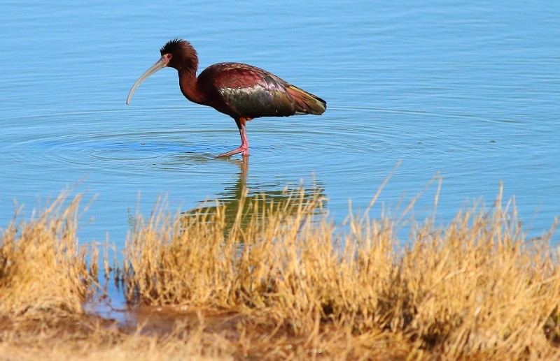 White-faced Ibis - Matthew Karns