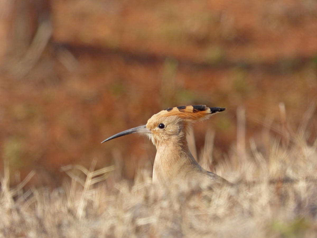 Eurasian Hoopoe (Eurasian) - ML299289981