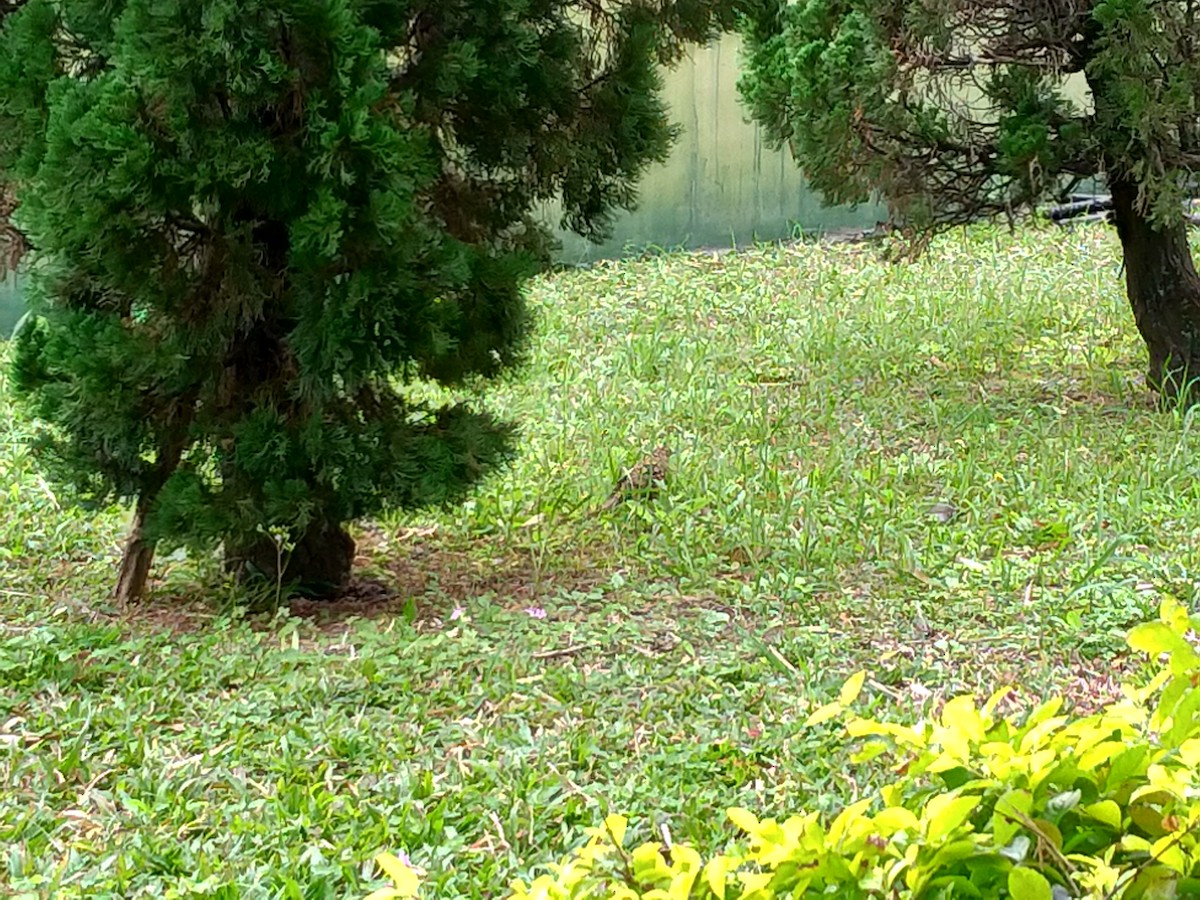 White's Thrush - ML299290791