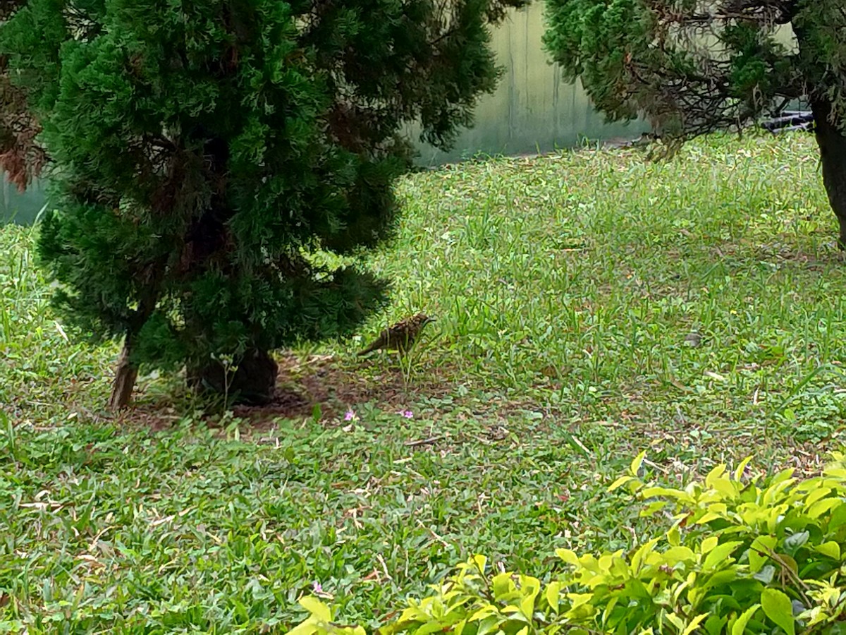 White's Thrush - ML299290801