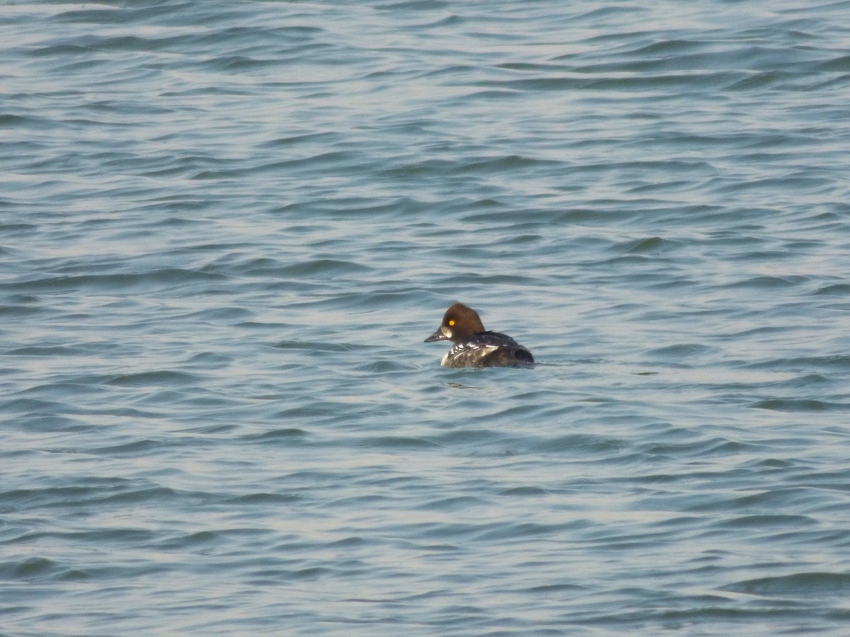 Common Goldeneye - ML299290811