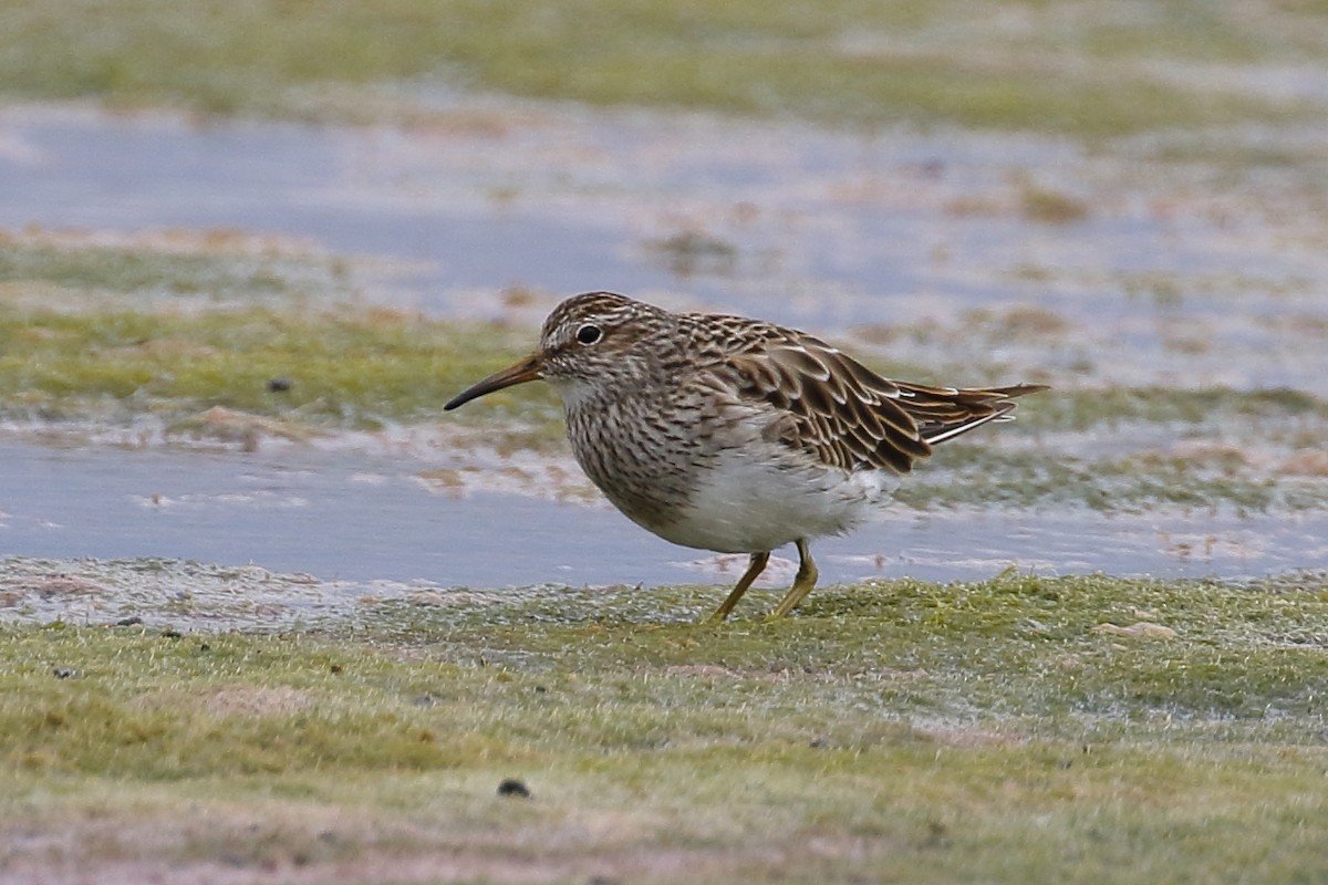 Pectoral Sandpiper - Michael Rutkowski