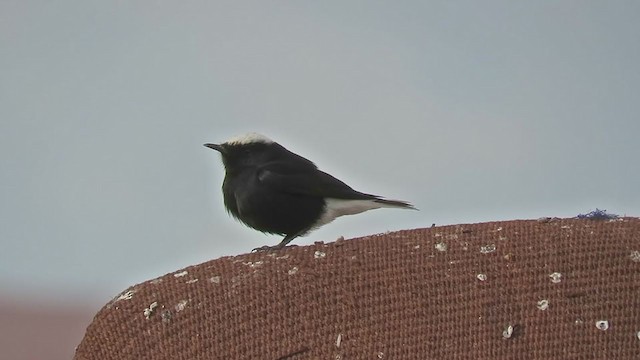 White-crowned Wheatear - ML299294281