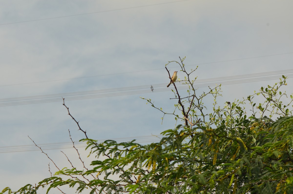Plain Prinia - ML299294761
