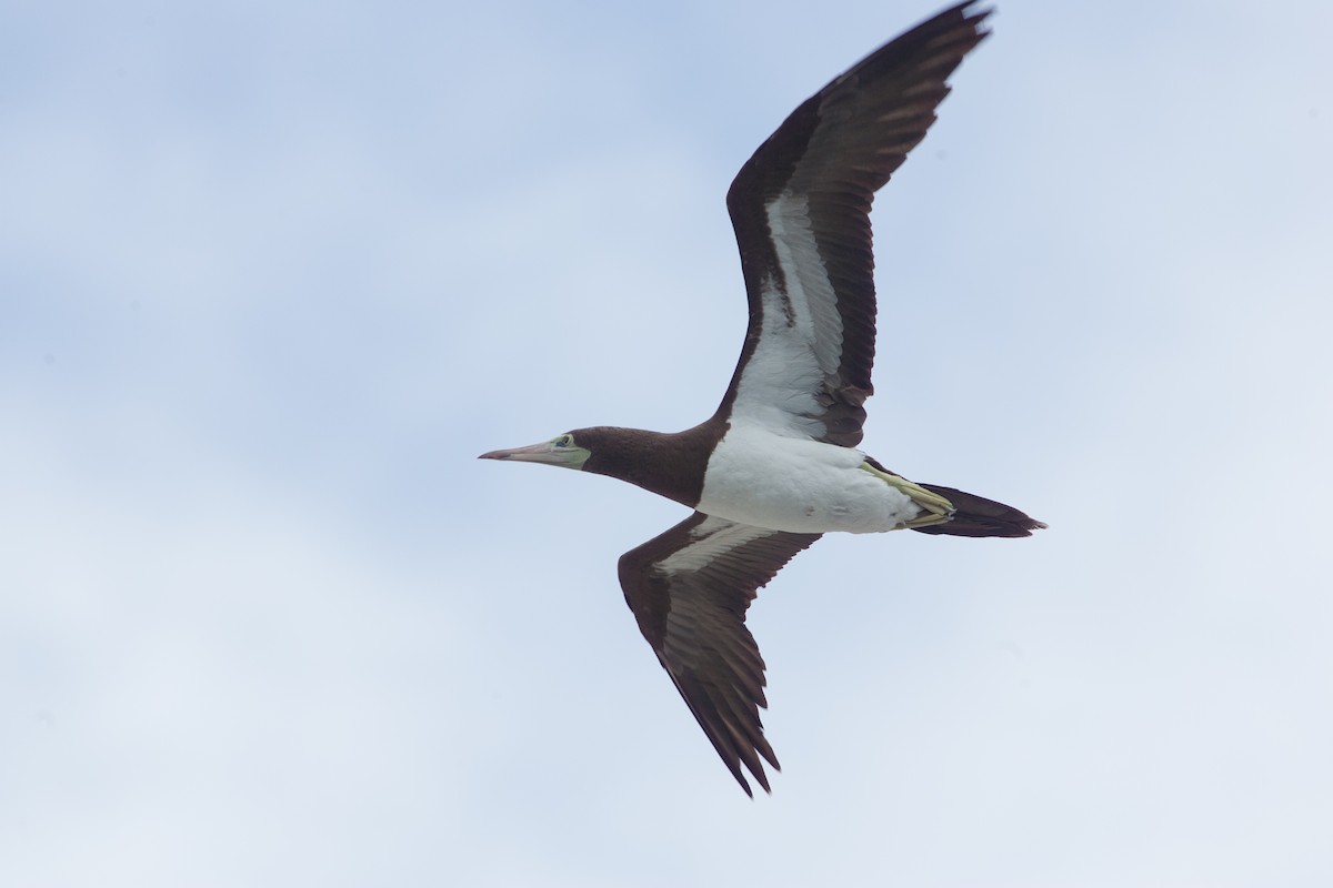 Brown Booby (Brewster's) - Simon Colenutt