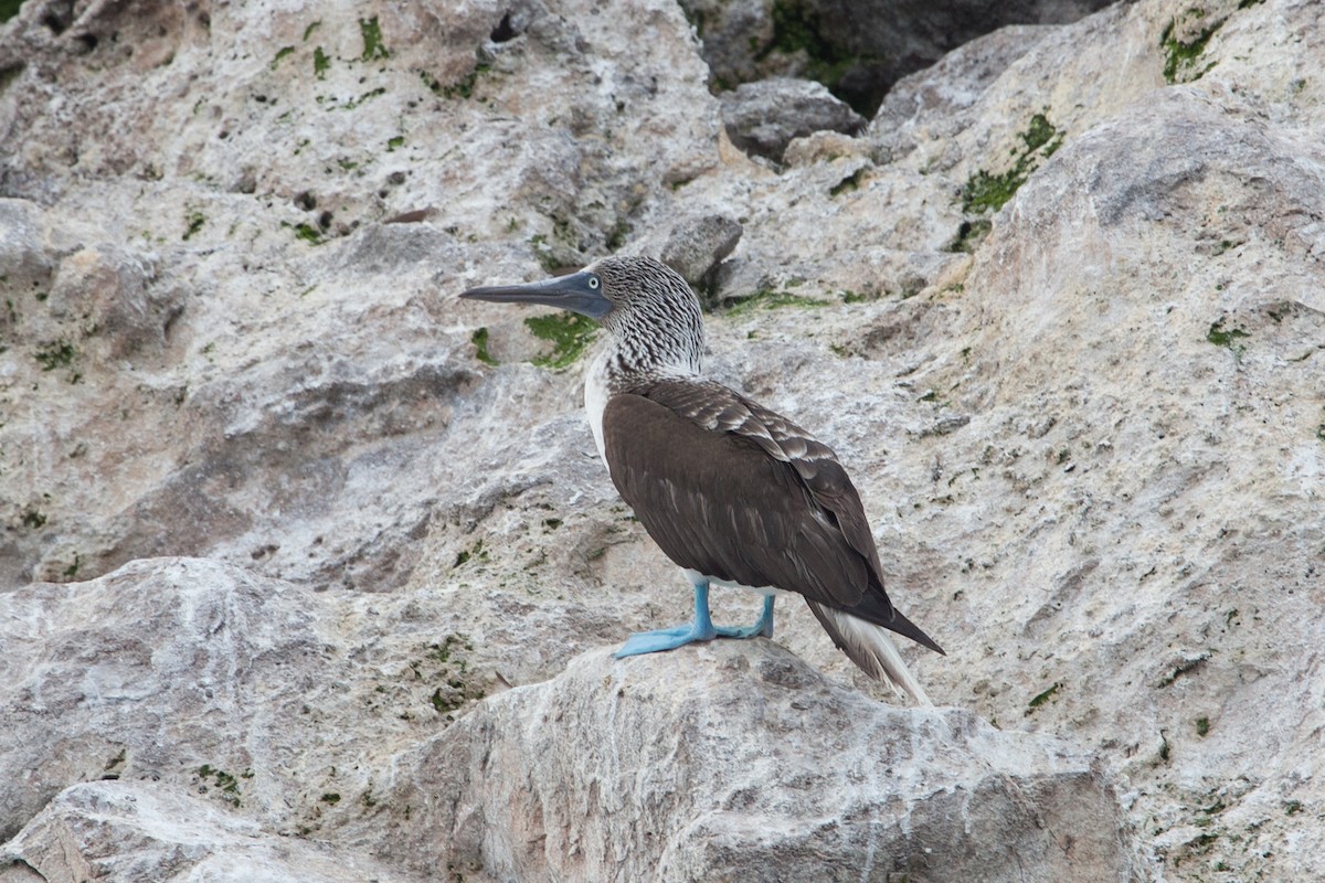 Blue-footed Booby - ML299296511