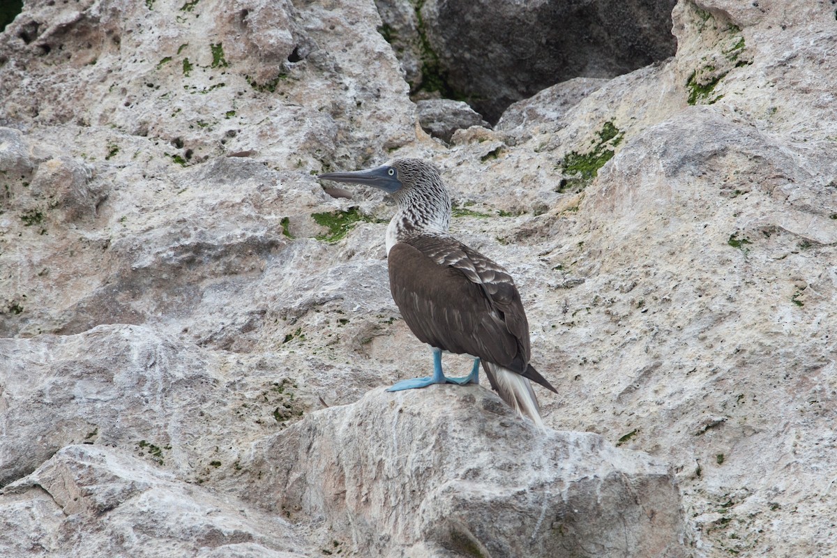 Blue-footed Booby - ML299296521