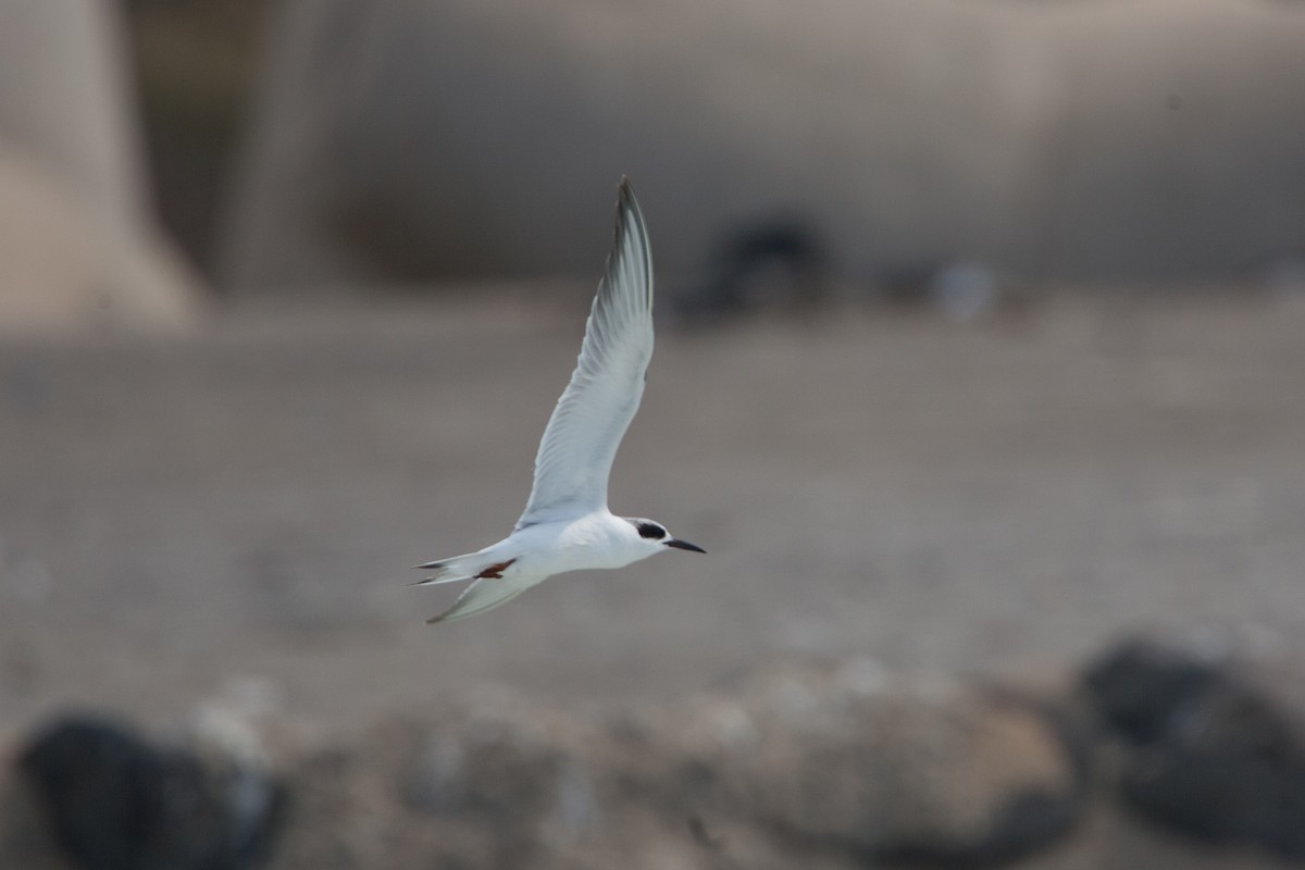 Forster's Tern - ML299296711
