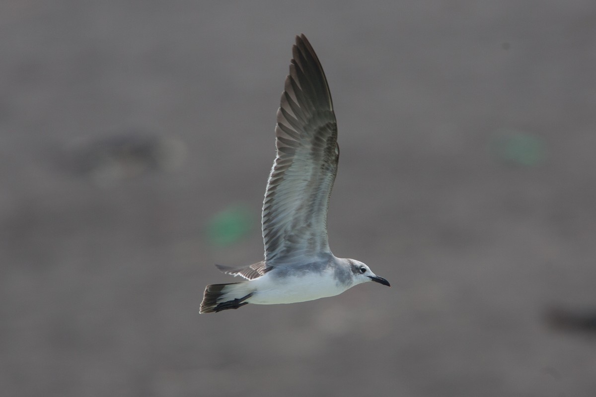 Laughing Gull - ML299296721