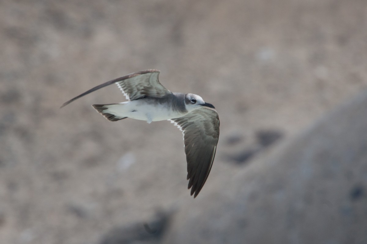 Laughing Gull - ML299296731