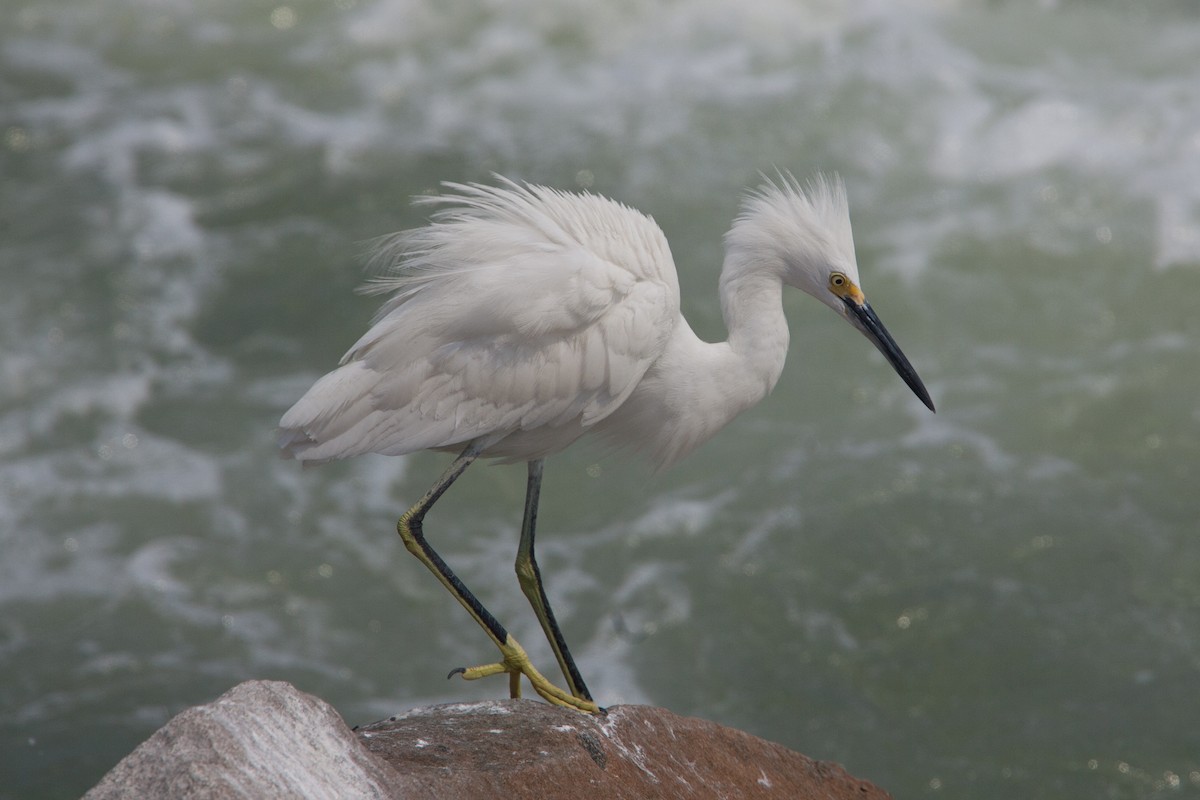 Snowy Egret - ML299296801