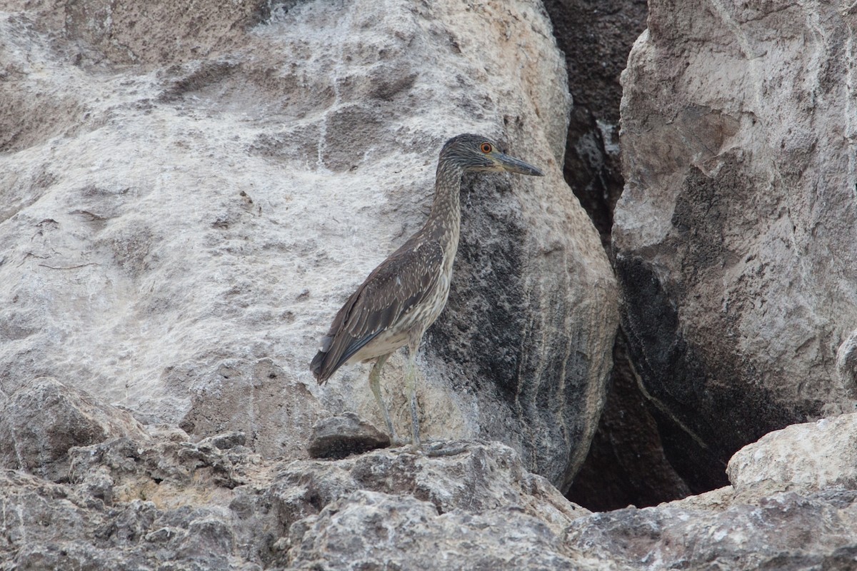 Yellow-crowned Night Heron (Yellow-crowned) - ML299296821