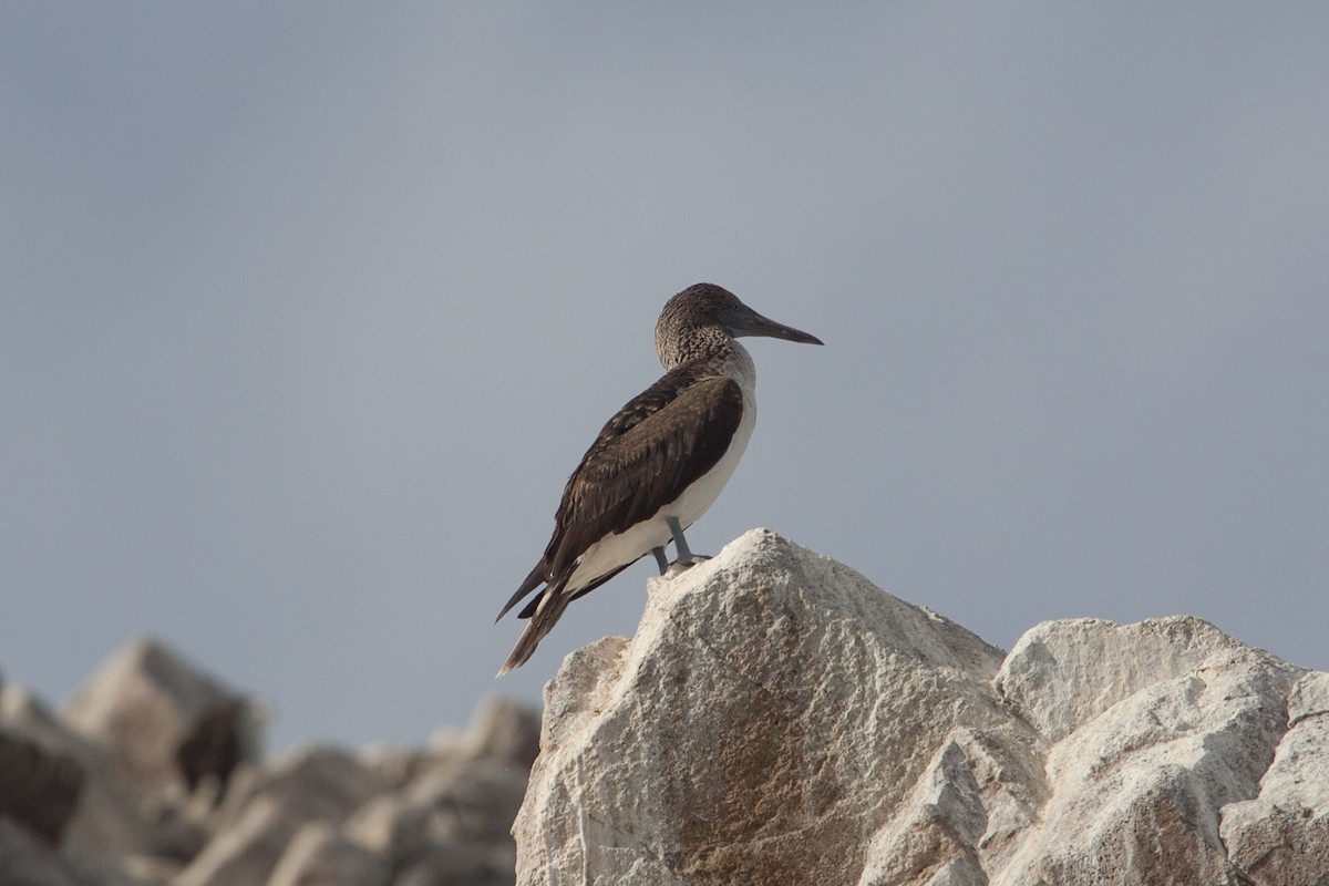 Blue-footed Booby - ML299296951